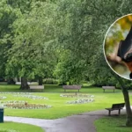 JungleBox 'Jungle Classroom' Plans Submitted for Pudsey Park
