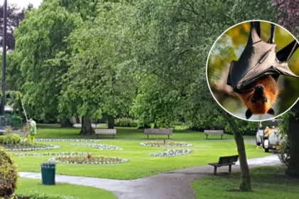 JungleBox 'Jungle Classroom' Plans Submitted for Pudsey Park