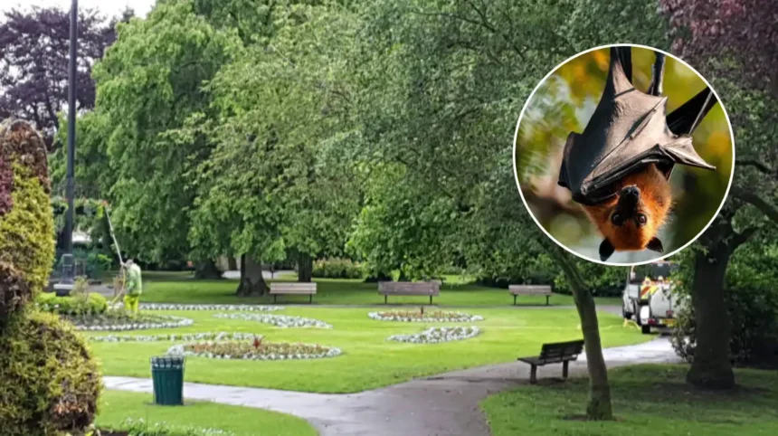 JungleBox 'Jungle Classroom' Plans Submitted for Pudsey Park