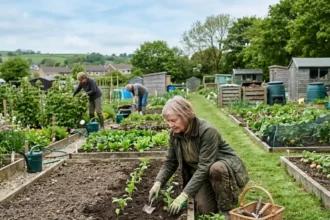 How to apply for an allotment near Yeadon this year