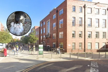Four Peregrine Falcon Chicks Hatch at Leeds University 2026