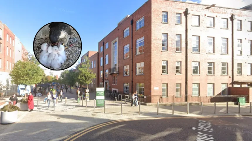 Four Peregrine Falcon Chicks Hatch at Leeds University 2026