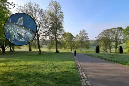Prehistoric Coelacanth Fossil Found in Leeds Roundhay Park 2026
