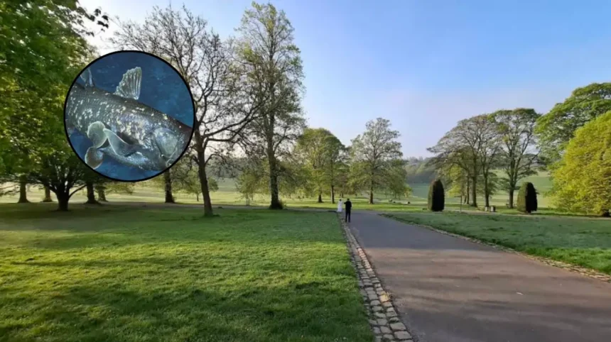 Prehistoric Coelacanth Fossil Found in Leeds Roundhay Park 2026