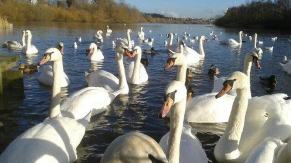 Is Fairburn Ings a useful free attraction near Garforth