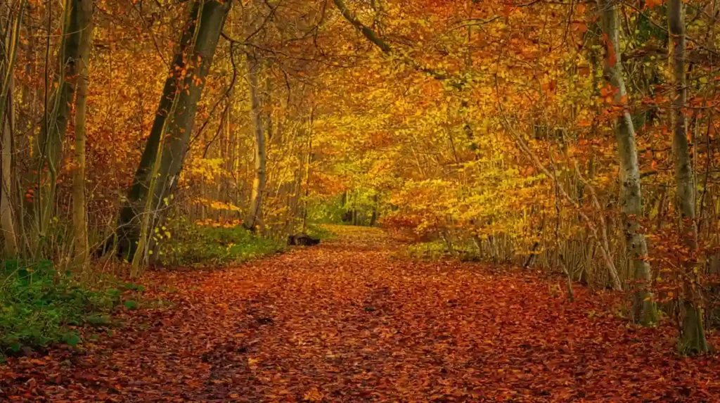 What autumn experiences and natural shifts occur around Garforth