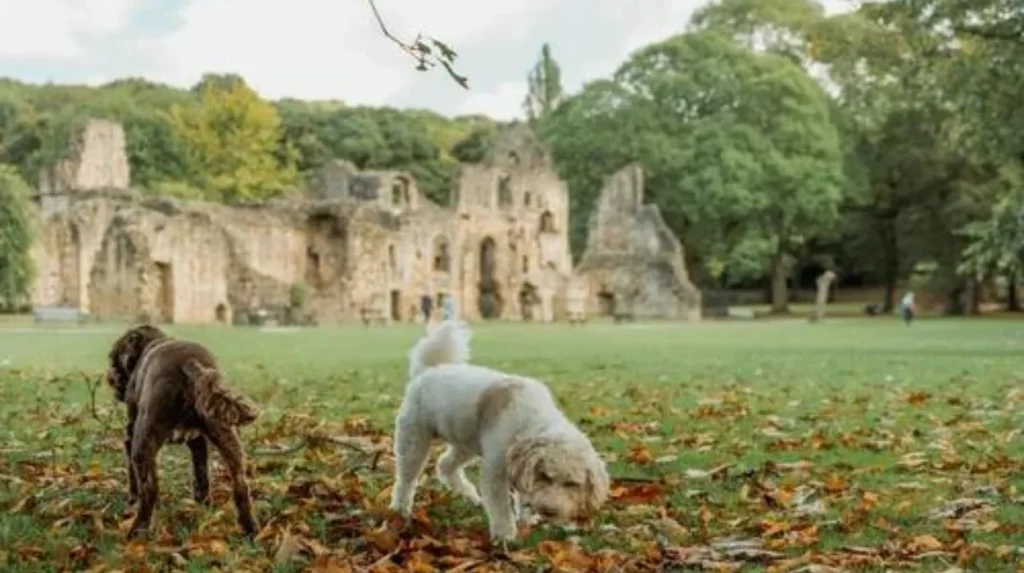 Which Horsforth dog-walking option is best for different types of visitors?