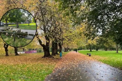 Armley Park Tree Felling and Safety Works Leeds 2026