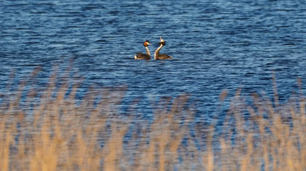 How Does RSPB St Aidans Nature Reserve Function as a Spring Destination