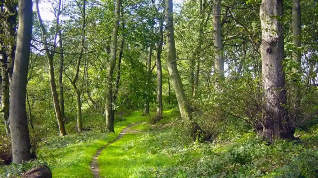 Is Hunger Hills Woods a good place to be alone in Horsforth