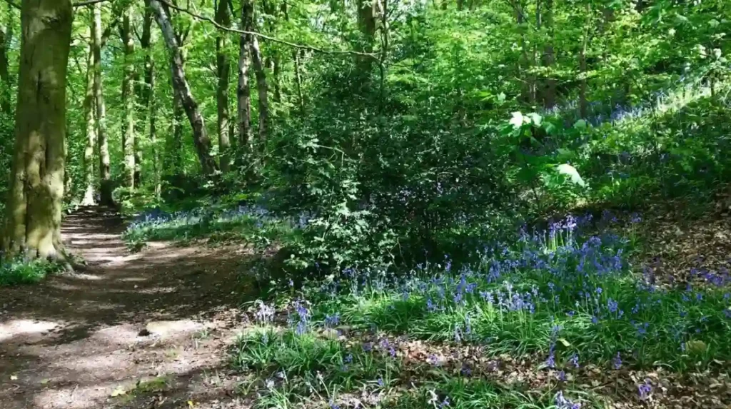 What can visitors do at Hunger Hills Woods in spring