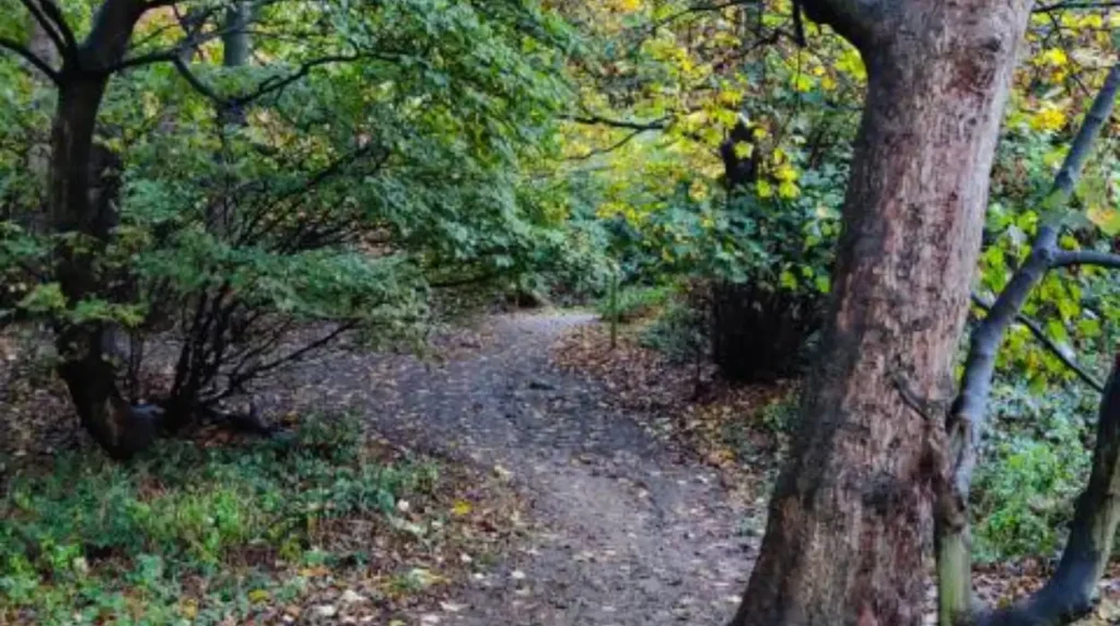 What makes Hollinhurst Wood suitable for an early walk