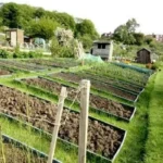 Headingley Gardening Groups and Allotment Opportunities Guide