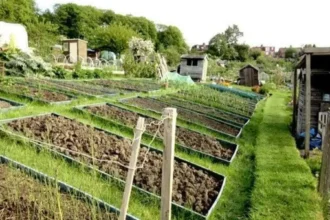 Headingley Gardening Groups and Allotment Opportunities Guide