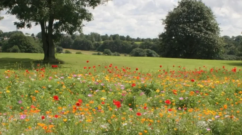 How Can You Volunteer with Environmental Groups in Headingley