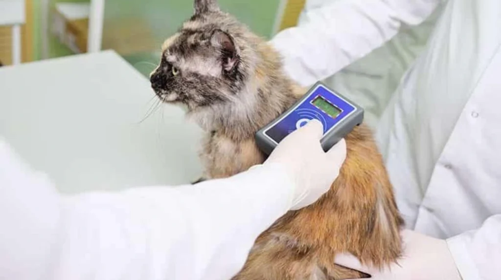 What routine treatments can pet owners arrange with a Headingley vet