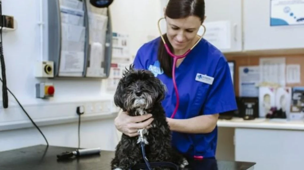 What veterinary services are available in Headingley